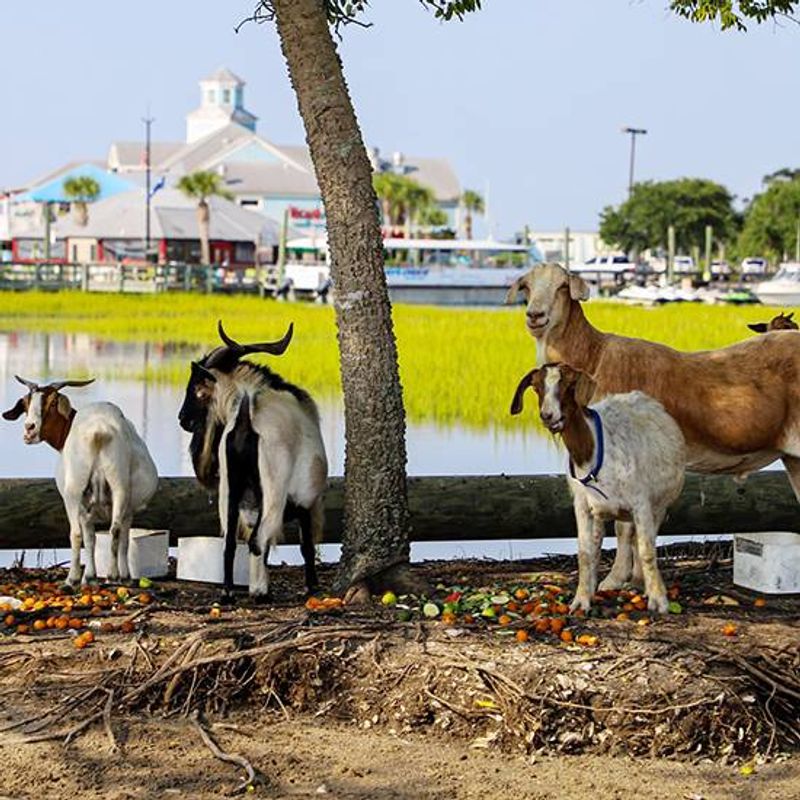 Goat Island And Its Surprising Residents