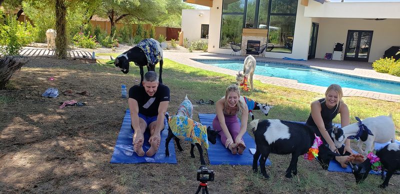 Goat Yoga Became A Social Media Sensation Overnight