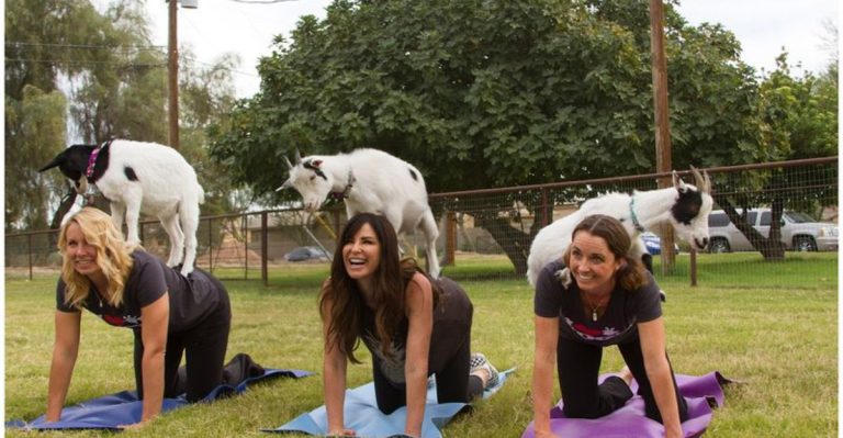 Goat Yoga In Arizona Is The Summer Must-Try You Didn’t Know You Needed