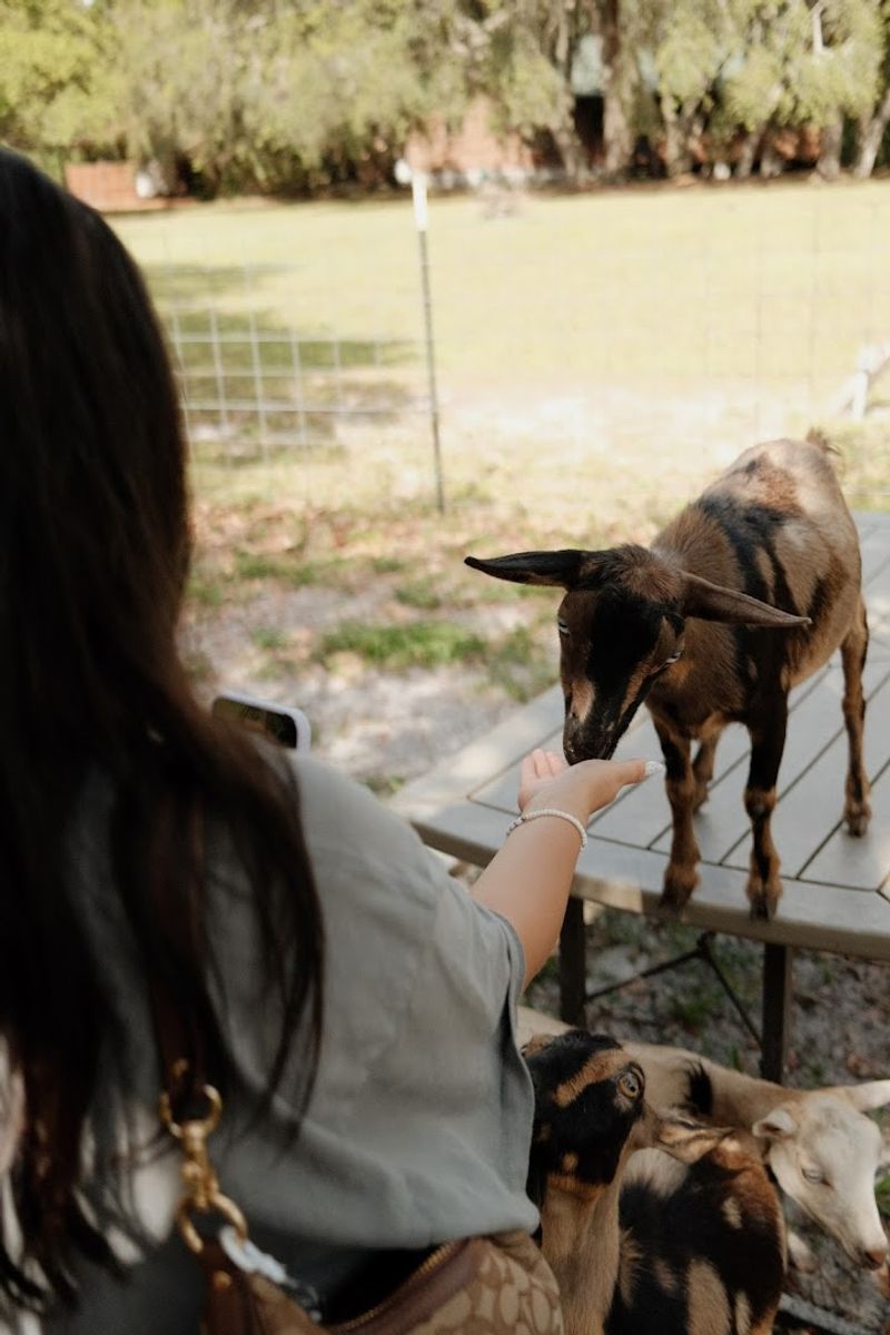 Pumpkin Carving With Goats For A Seasonal Twist