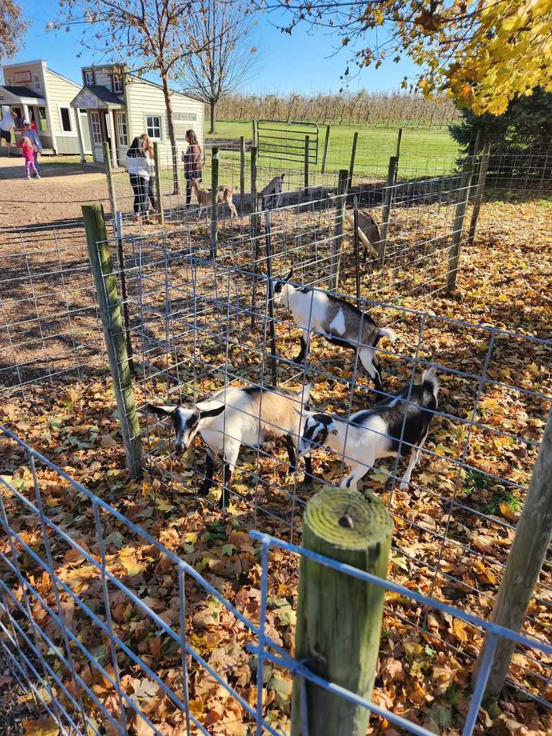 Goats, A Highland Cow, And Room For Kids To Roam
