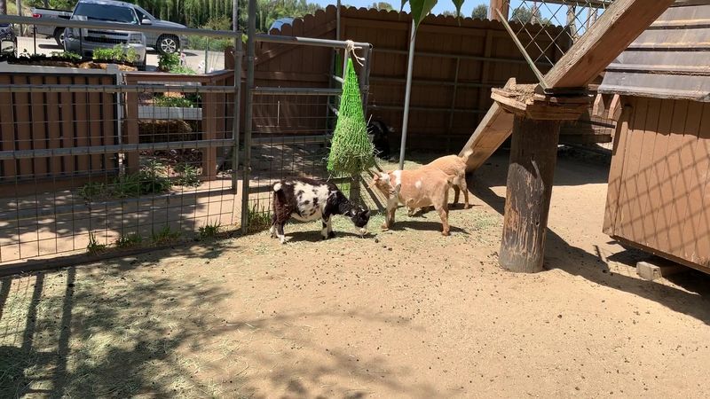 Goats, Alpacas, And A Very Charming Welcome Committee Goats, Alpacas, And A Very Charming Welcome Committee