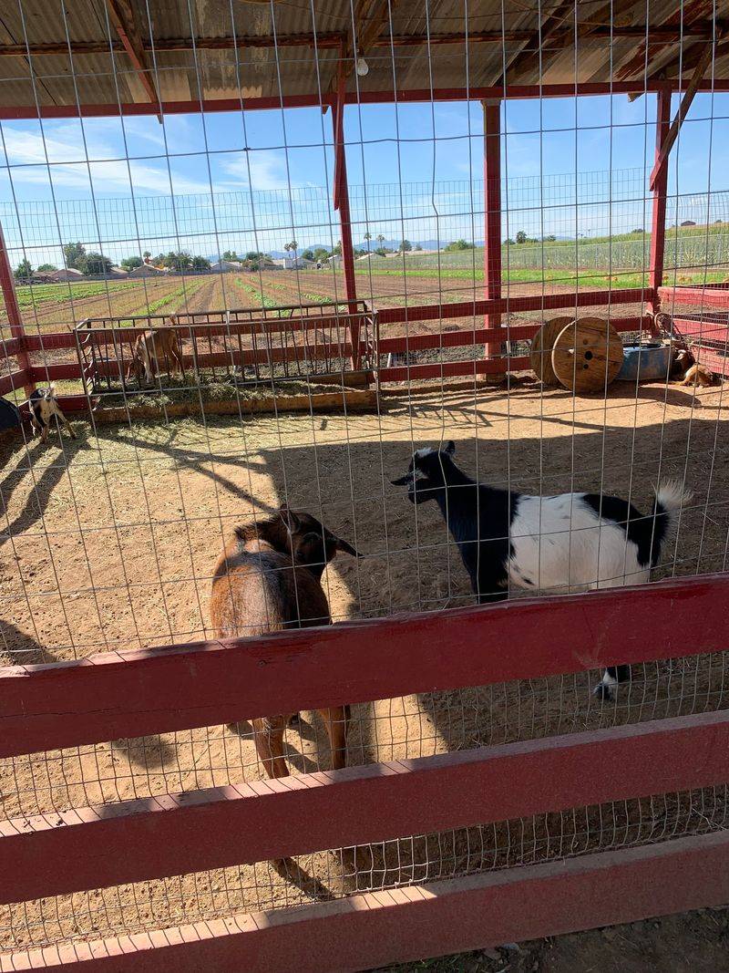 Goats, Barnyard Friends, And Happy Little Hands