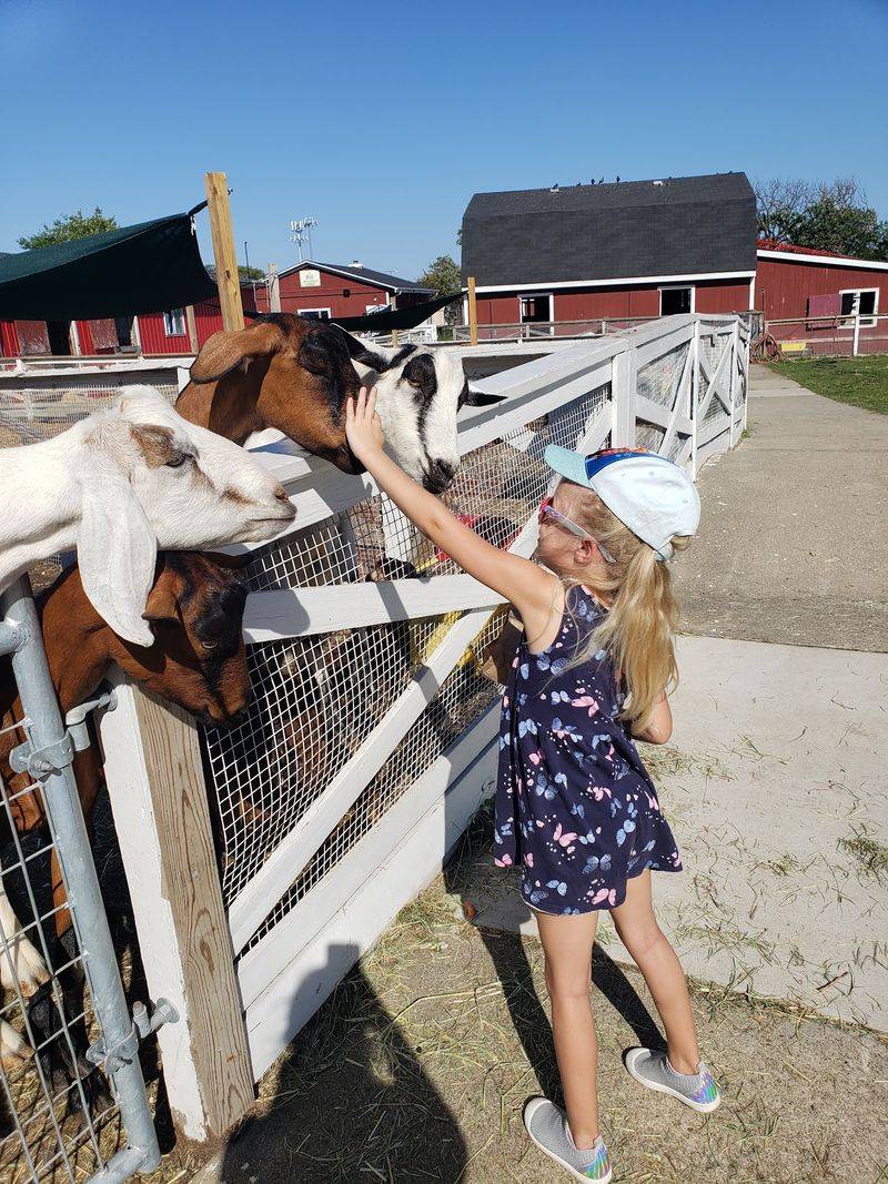 Goats, Camels, And Feed Bag Fun In The Farmyard