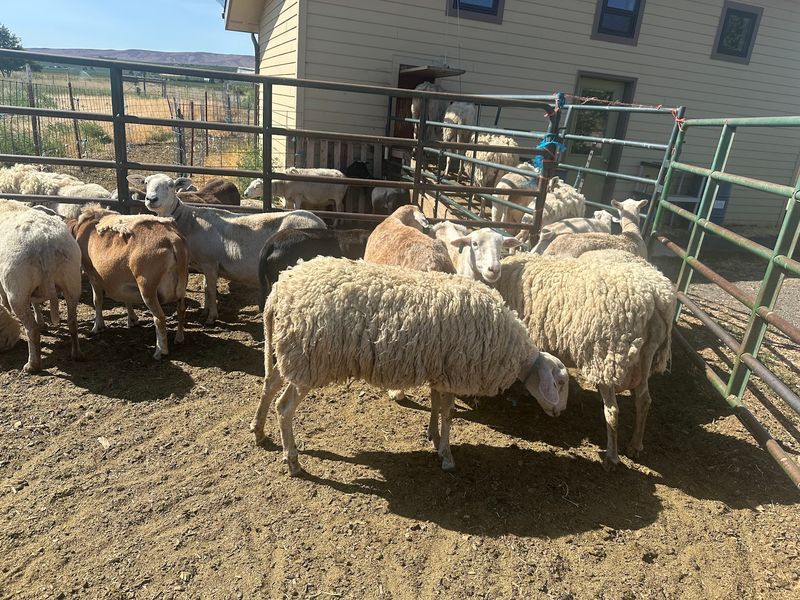Goats, Cheese Wheels, And A Creamery 