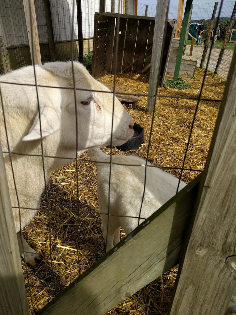 Goats, Ducks, And Chickens Galore Goats, Ducks, And Chickens Galore