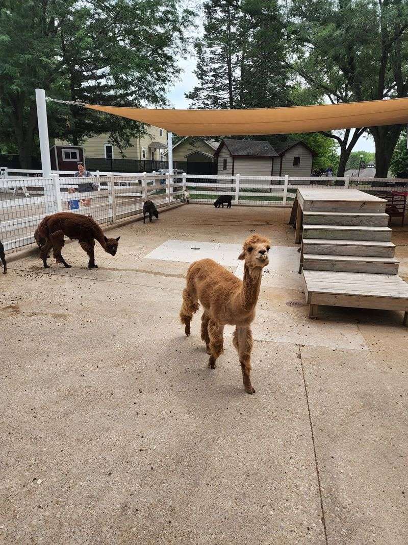 Goats, Llamas And A Highland Cow In The Discovery Barn