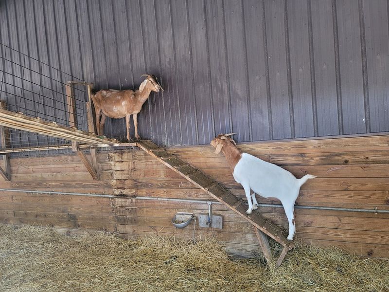 Goats Overhead On The Billy Goat Bridge