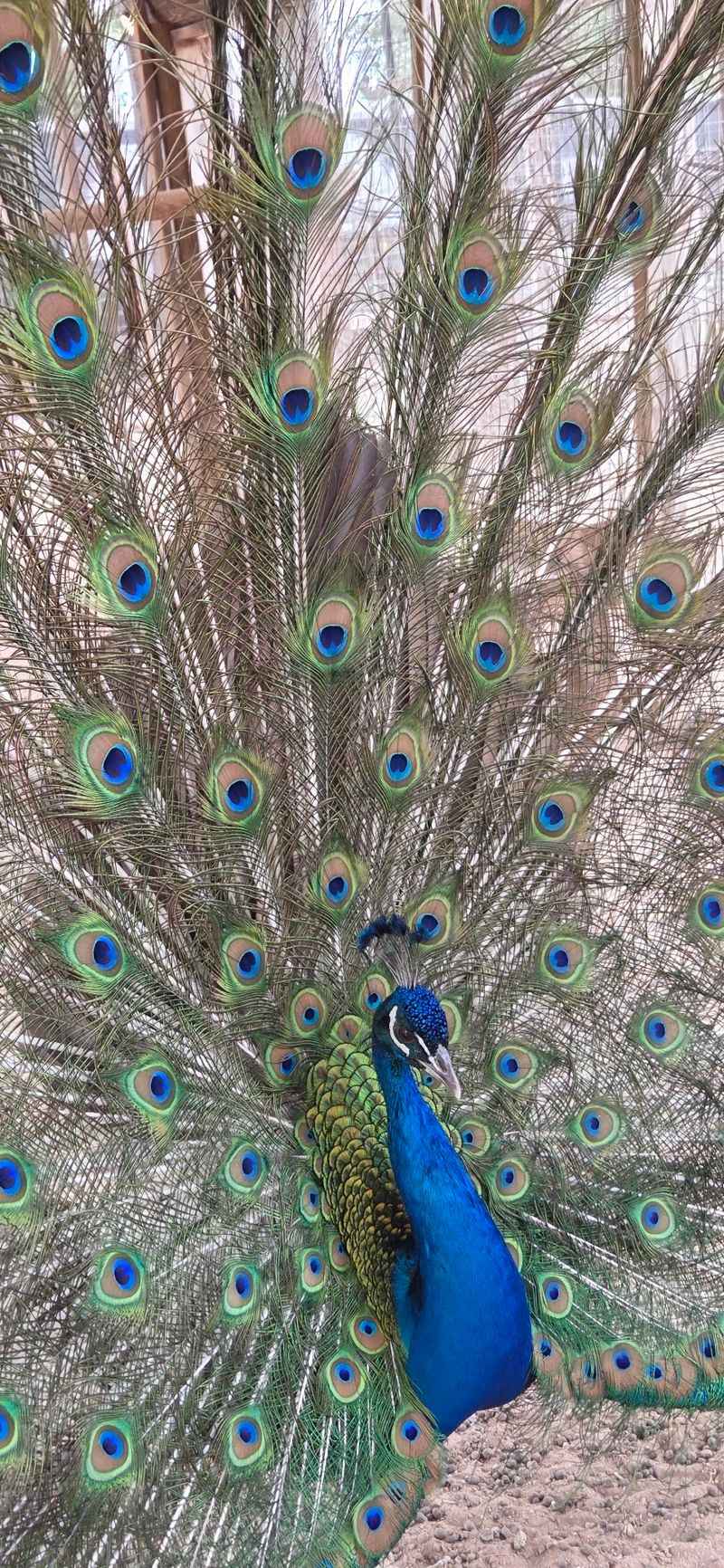 Goats, Peacocks, and Other Barnyard Friends