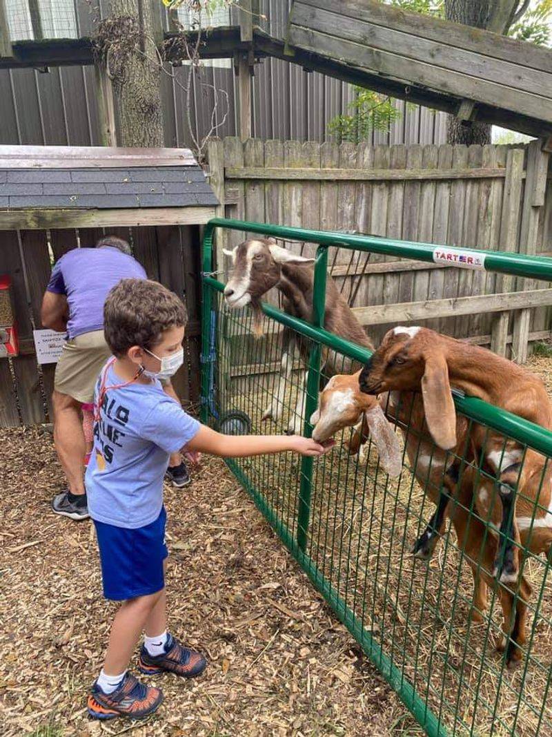 Goats, Ponies, And A Scatter Of Friendly Animals Goats, Ponies, And A Scatter Of Friendly Animals
