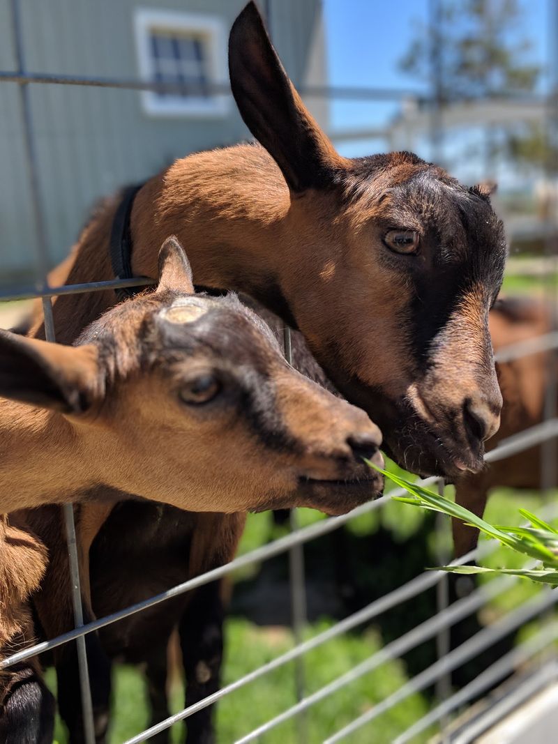 Goats, Sheep, And Baby Bunnies Galore Goats, Sheep, And Baby Bunnies Galore