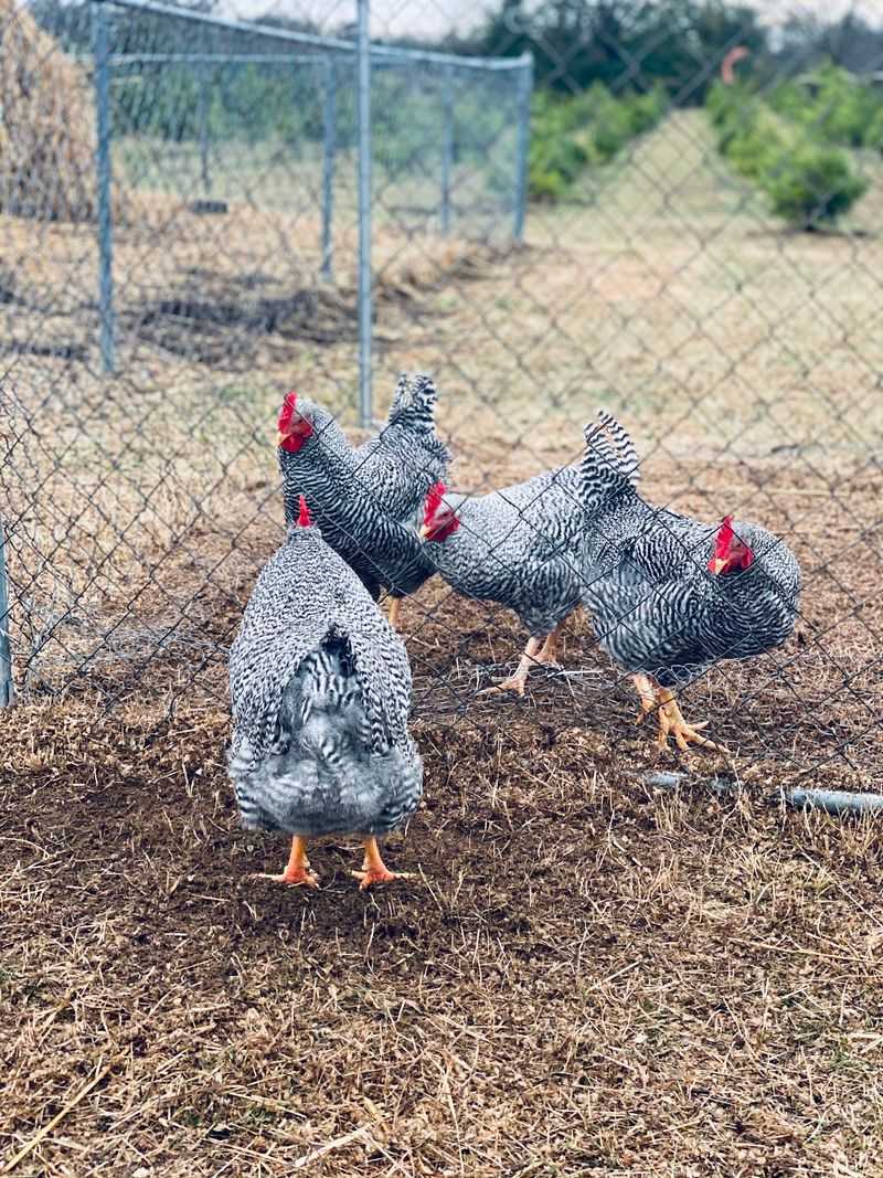 Goats, Sheep, And Baby Chicks Are Ready To Say Hello