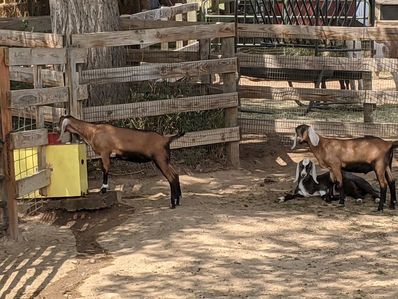 Goats That Steal The Show Without Even Trying