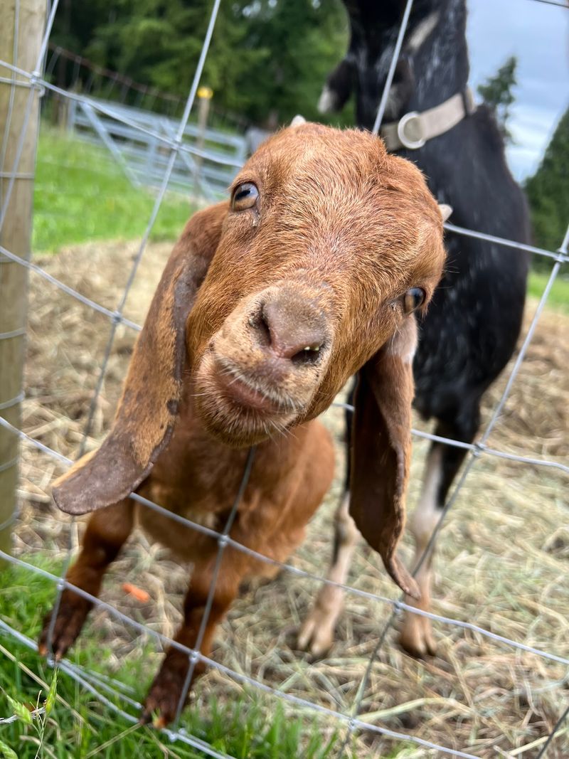 Goats That Steal The Show Goats That Steal The Show