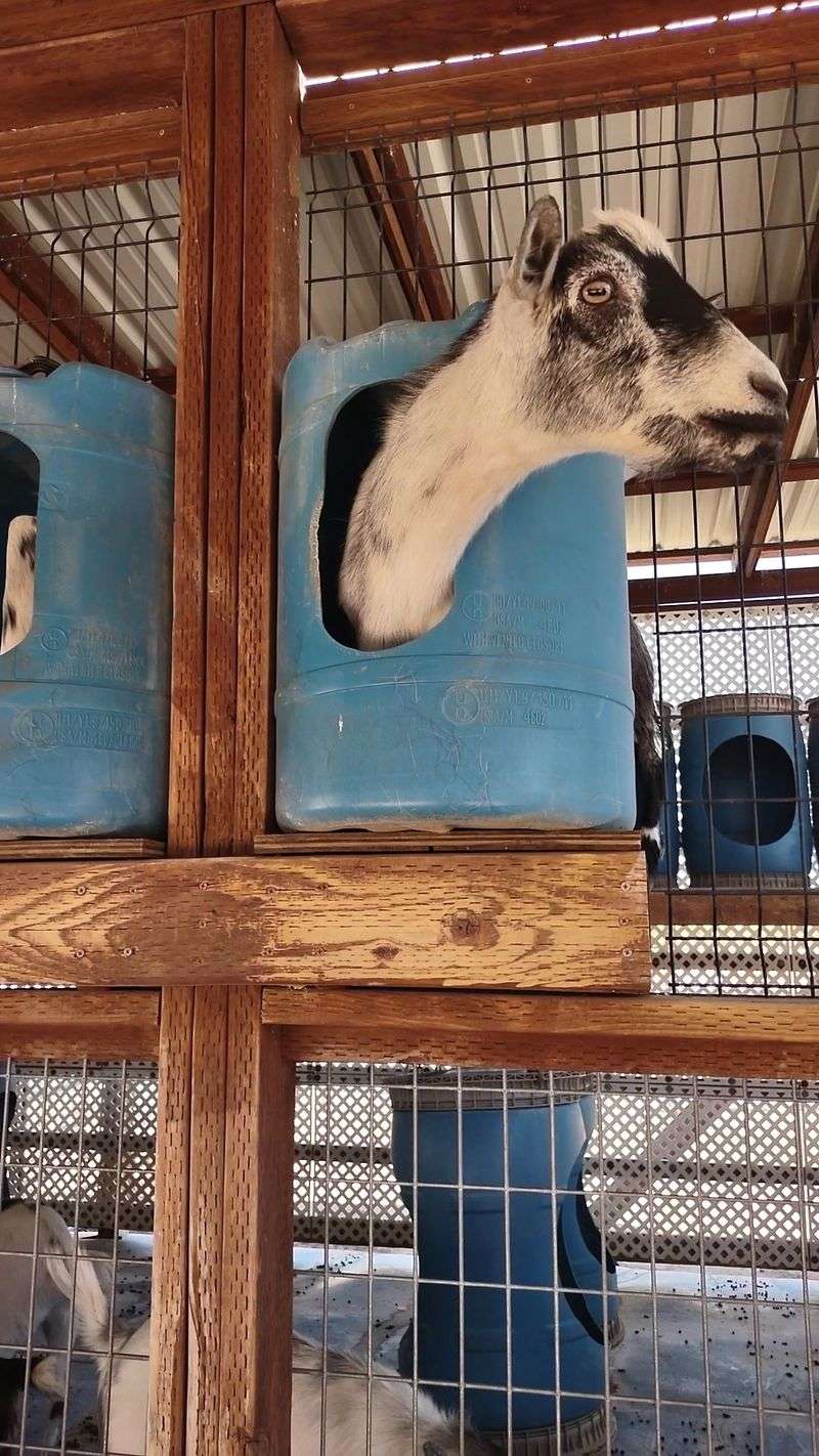 Goats That Stick Their Necks Out