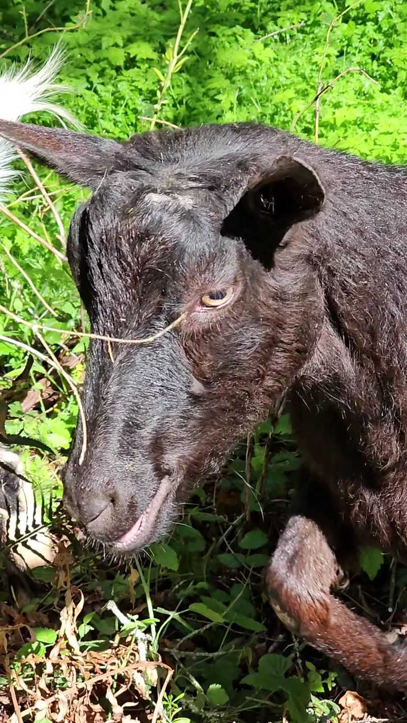 Goats Who Greet You Like Old Friends Goats Who Greet You Like Old Friends