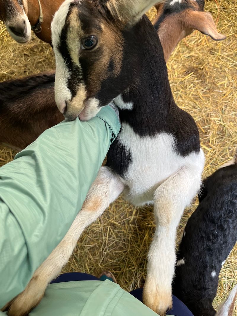 Goats With Puppy-Like Personalities Goats With Puppy-Like Personalities