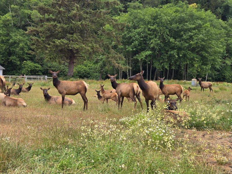 The Perfect Home Base For Redwood Adventures