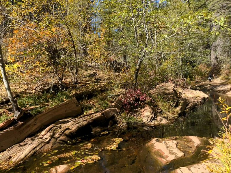 Gold Leaves Floating on Oak Creek