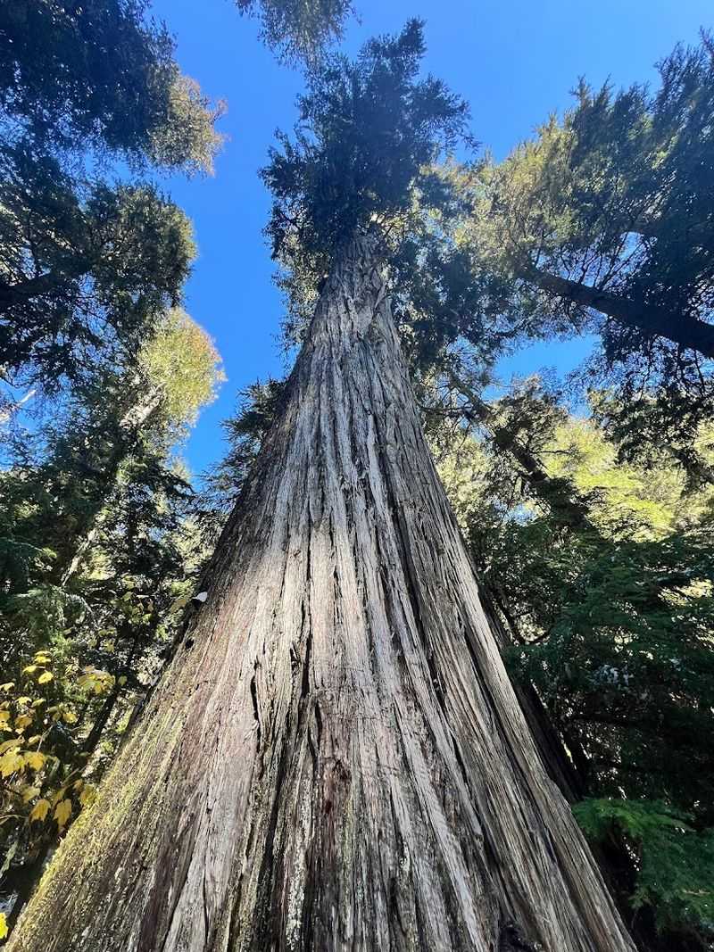 Roosevelt Grove Of Ancient Cedars