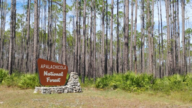 Apalachicola National Forest Trails, Bristol, Florida