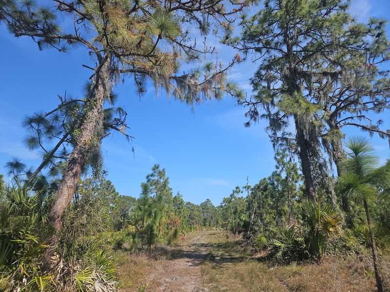 Golden Aster Scrub Nature Preserve Loop — Gibsonton