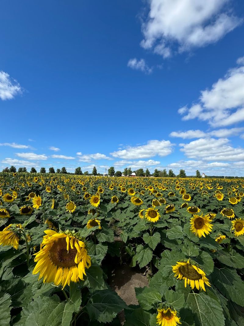 Golden Fields Worth The Camera Roll