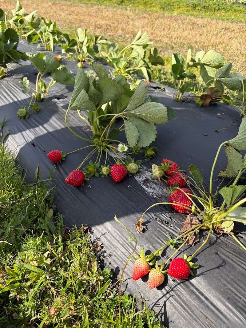 Luna Berry Farms, Auburndale, FL
