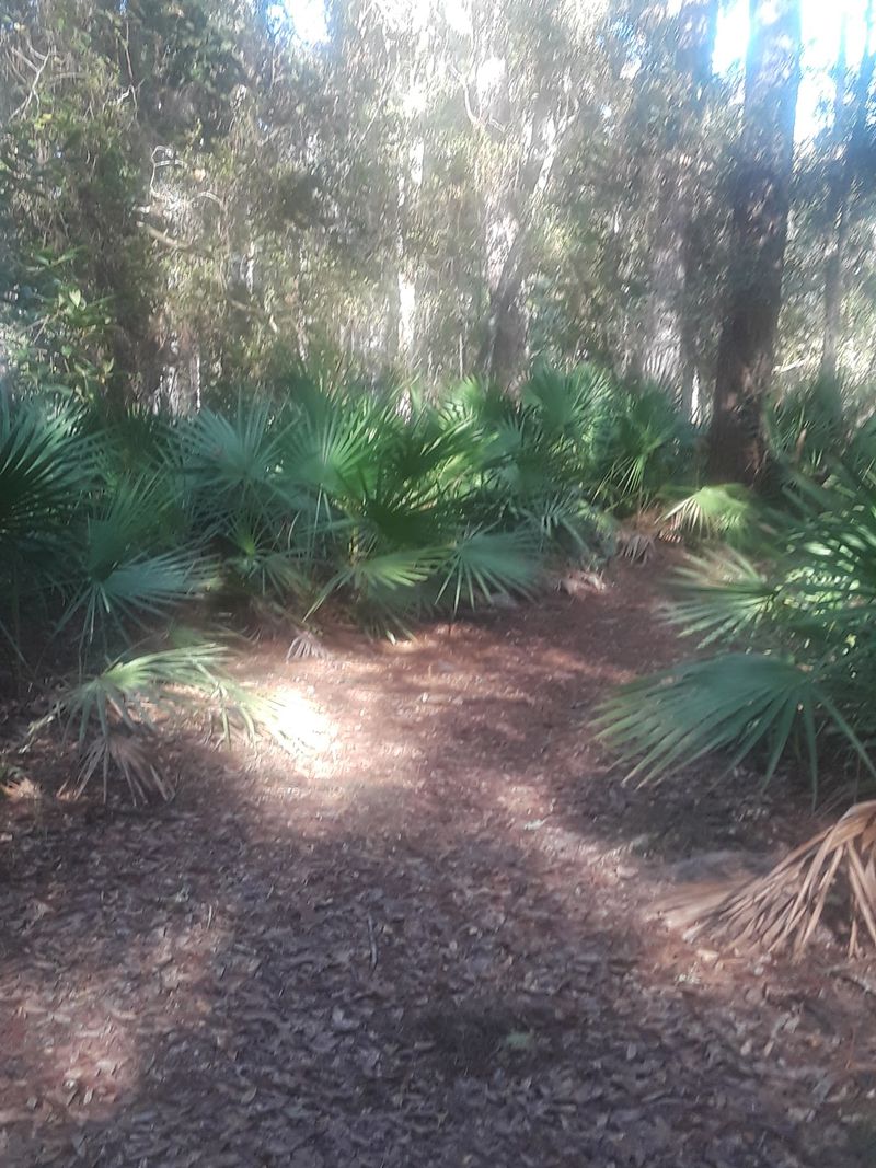 Golden Silk Spiders Guard The Path