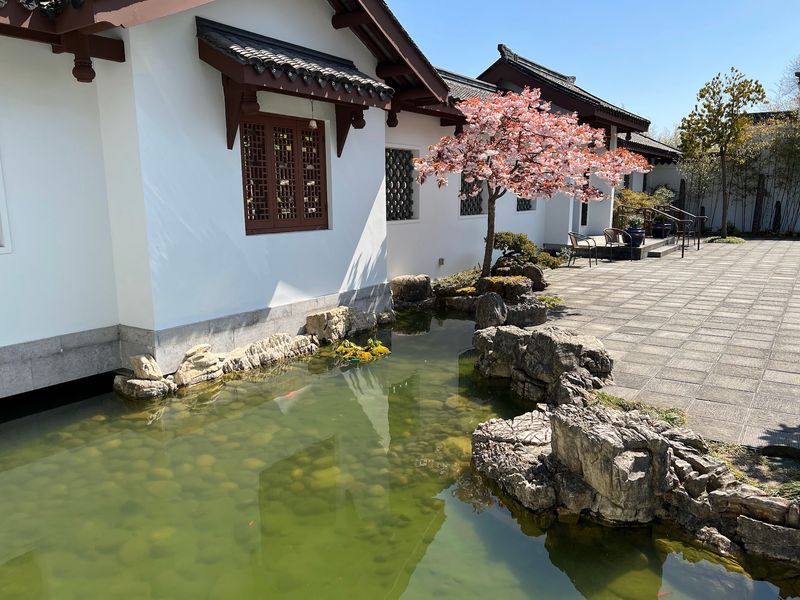 Goldfish, Carp, and the Pond