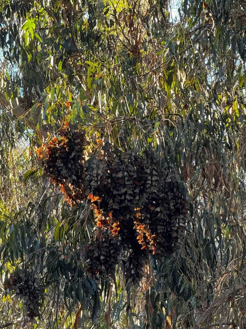 Goleta Monarch Butterfly Grove At Ellwood Mesa Goleta Monarch Butterfly Grove At Ellwood Mesa