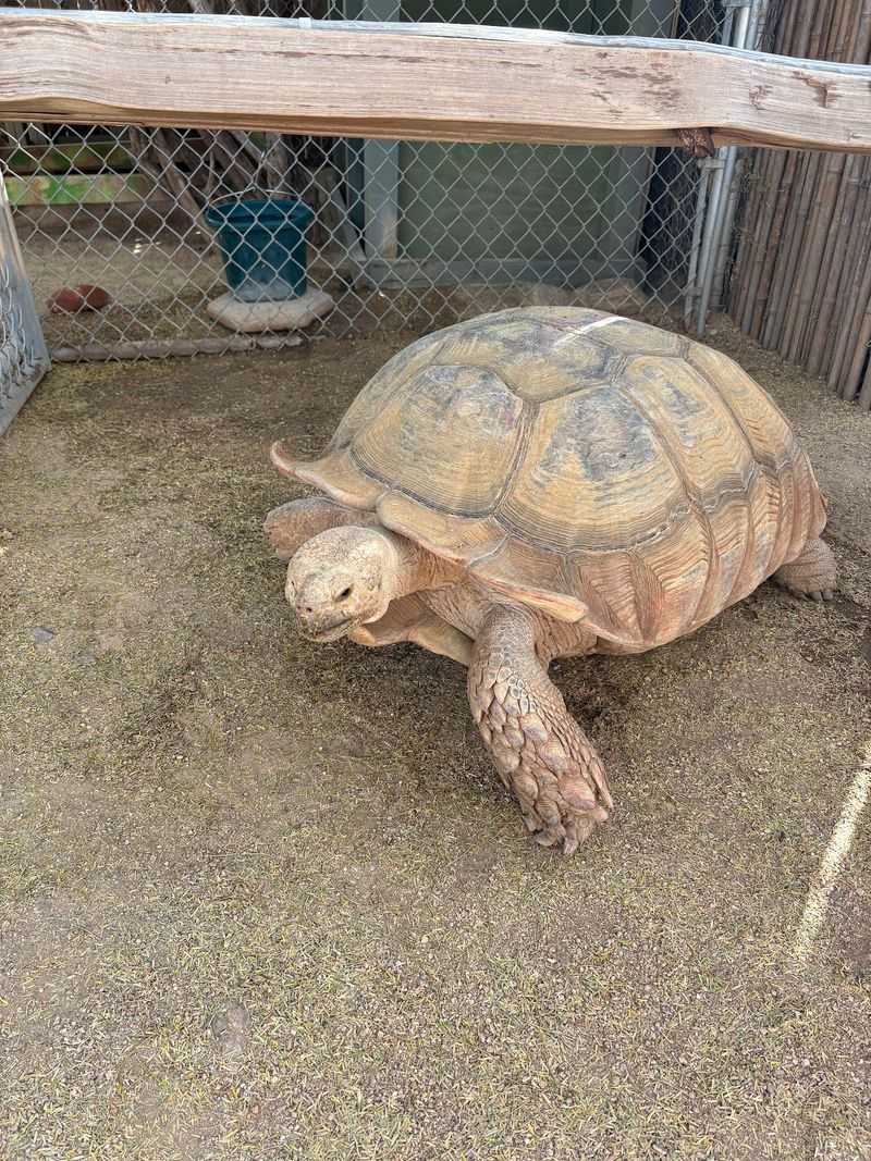 Goliath the Tortoise and the Smaller Residents Goliath the Tortoise and the Smaller Residents
