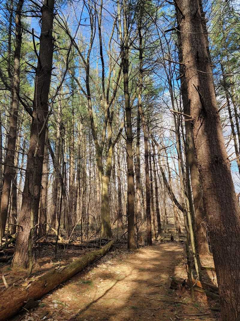 Goll Woods State Nature Preserve, Archbold Goll Woods State Nature Preserve, Archbold