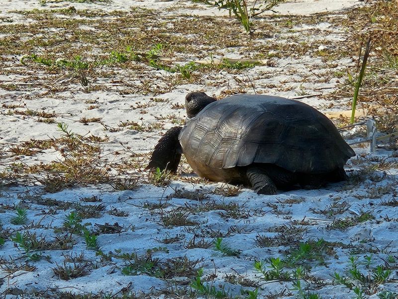 Gopher Tortoises Rule The Island