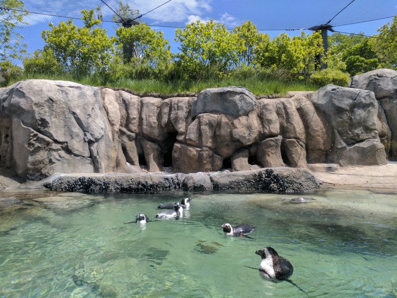 Penguins And The Joy Of Chill Spaces