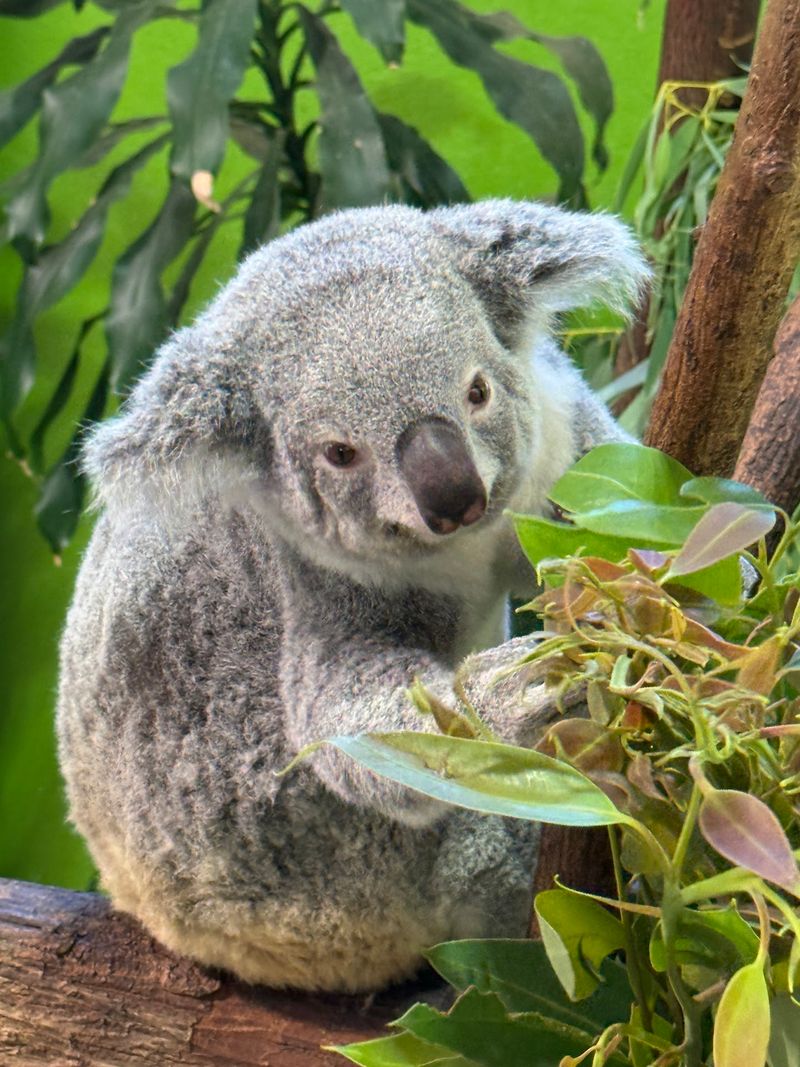 Gorillas, Koalas, And Lions Share One Surprisingly Compact Map