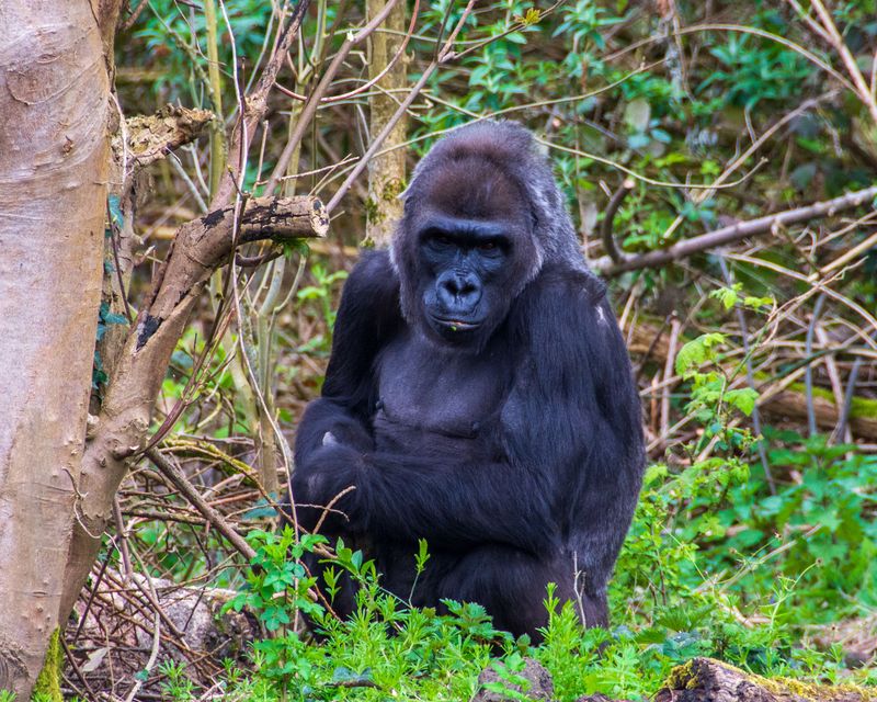 Gorillas Steal The Show Almost Every Time Gorillas Steal The Show Almost Every Time