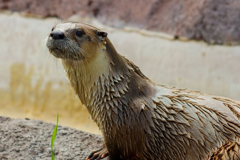 Got An Otter Fan Age 8 Or Older? Perfect Timing