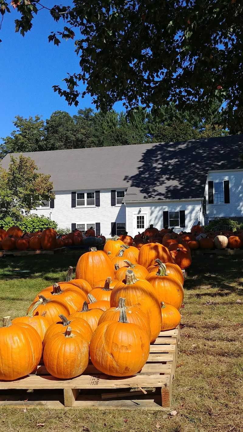 Grab Your Carving Tools Because The Pumpkin Is On Them