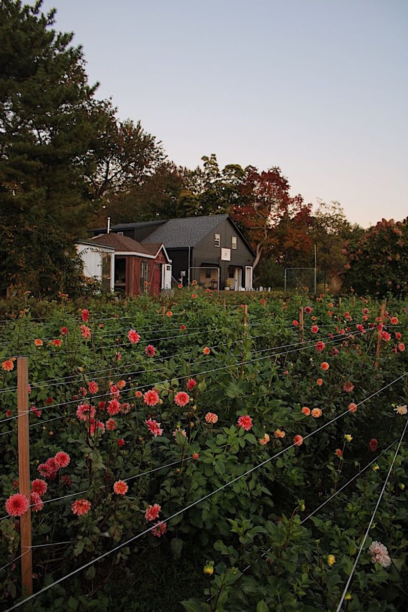 Love 'n Fresh Flowers