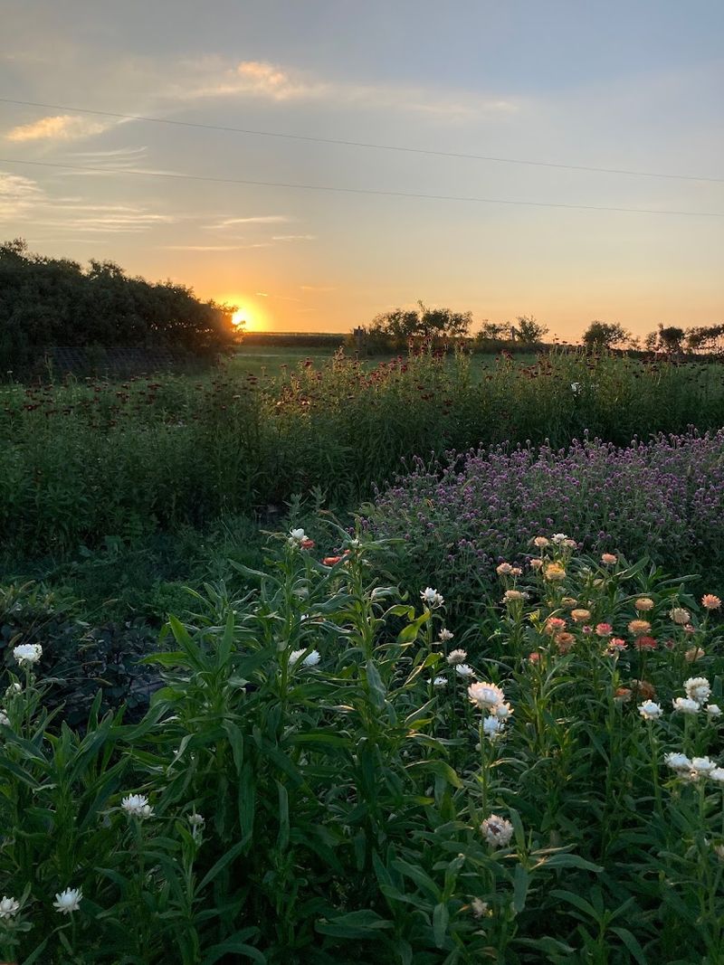 Stone School Farms, Trivoli