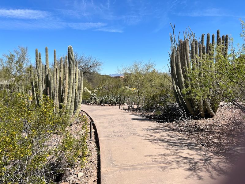Sonoran Desert Loop With A Morning Hike And Botanical Garden Visit