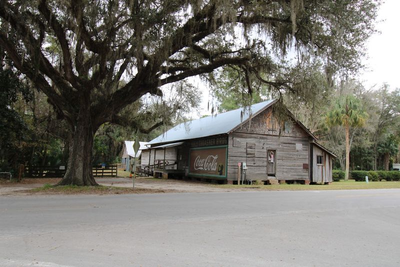 Grand Old Oaks And Spanish Moss