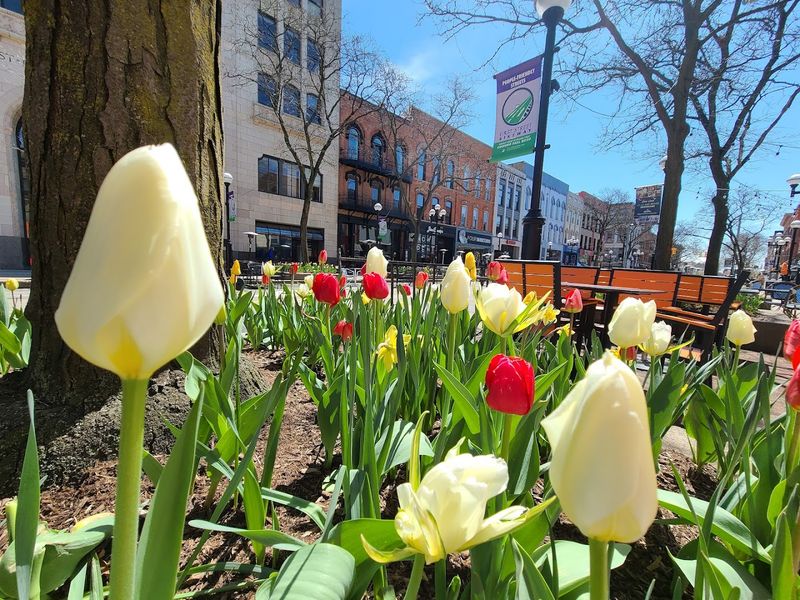 Ann Arbor