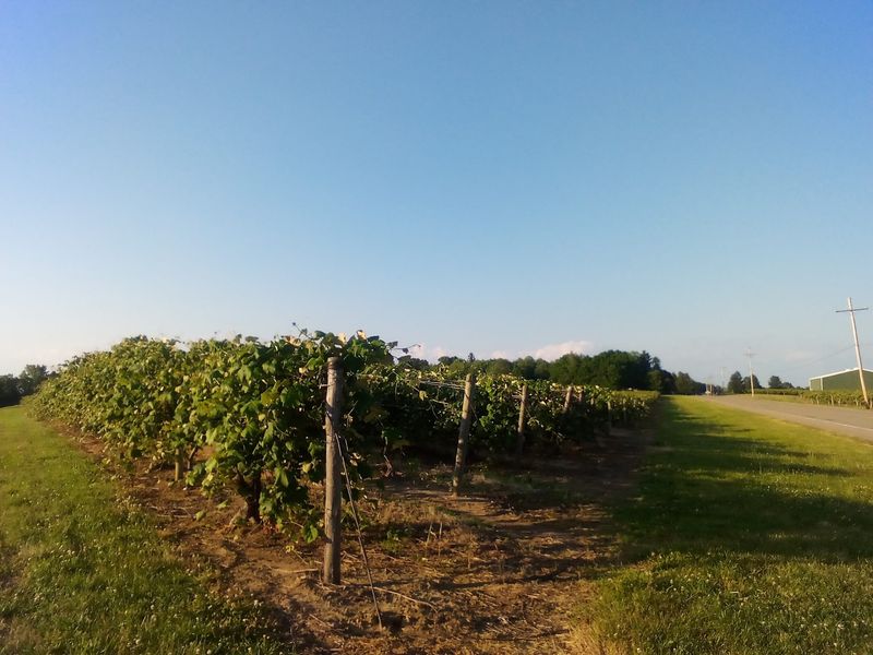 Grape Country You Can Almost Taste In The Air Grape Country You Can Almost Taste In The Air