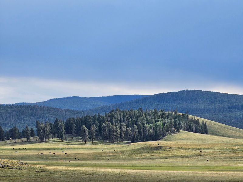 Grasslands Around Springerville And Eagar