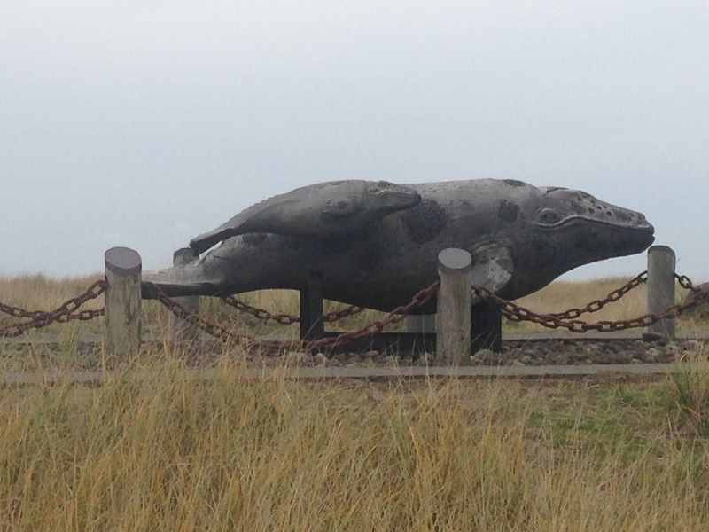 Gray Whale Bones in the Dune Grass
