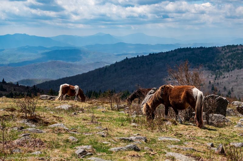 Grayson Highlands State Park