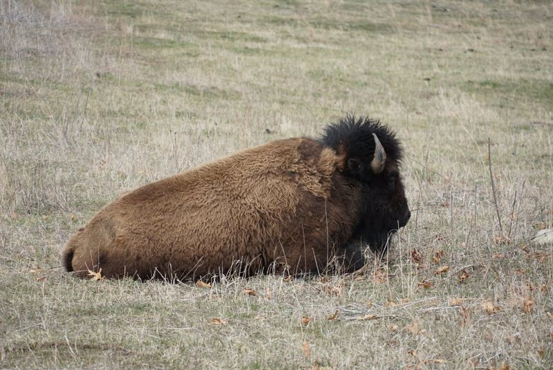 Grazing and Fire Shape Prairie Structure Together Grazing and Fire Shape Prairie Structure Together