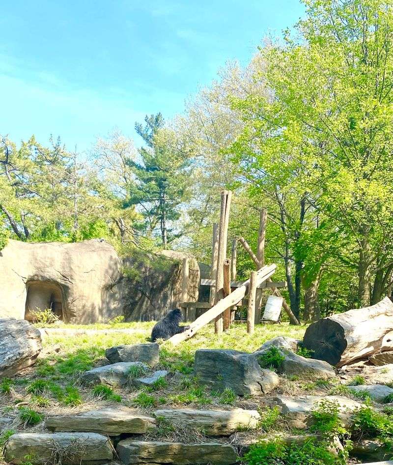 Great Apes And Big Cats Steal Plenty Of Spotlight
